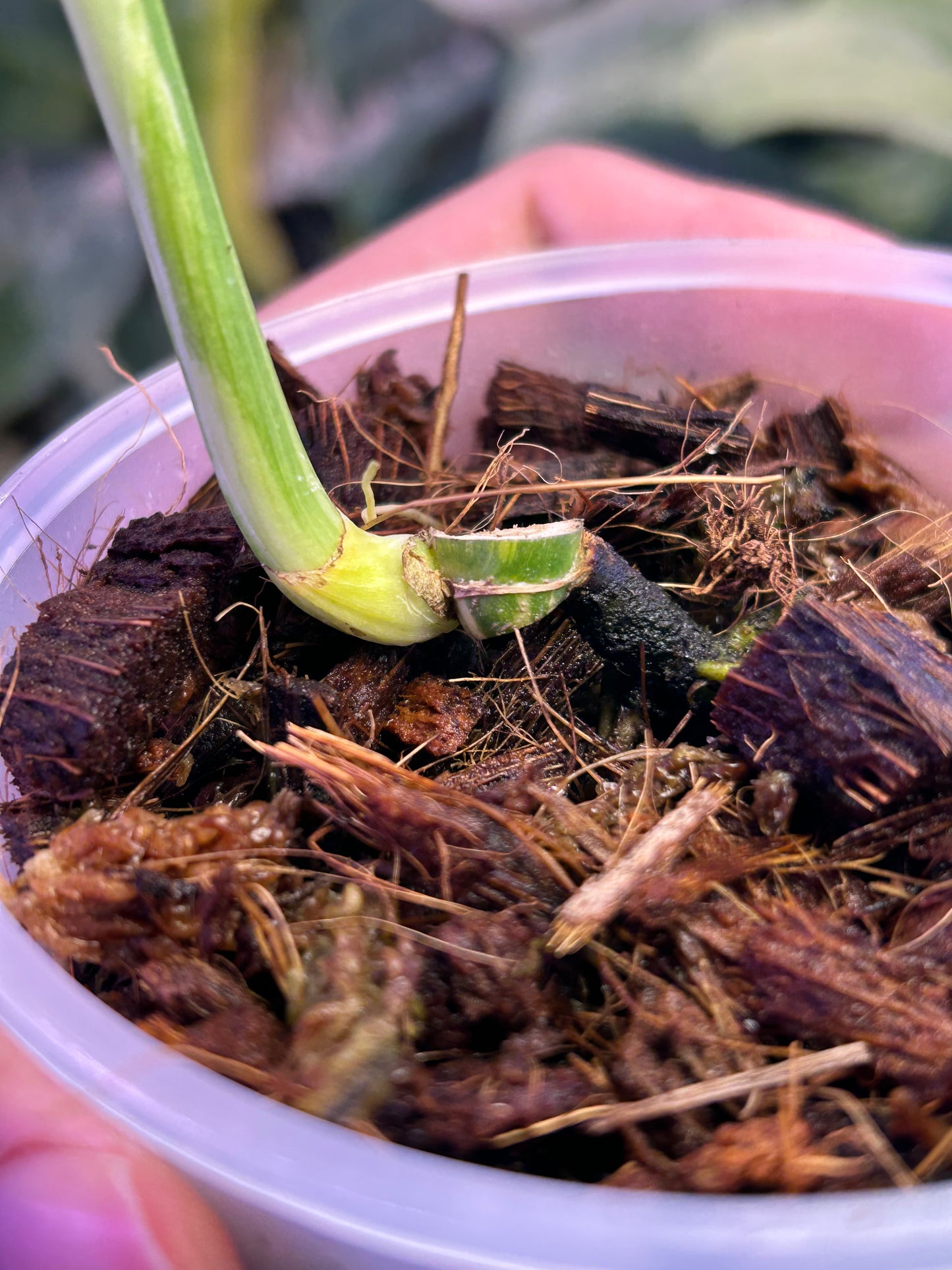 Monstera Miracle