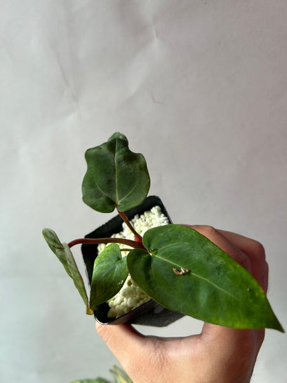 Anthurium Red Chocolate x ( Ree Garden x RL )