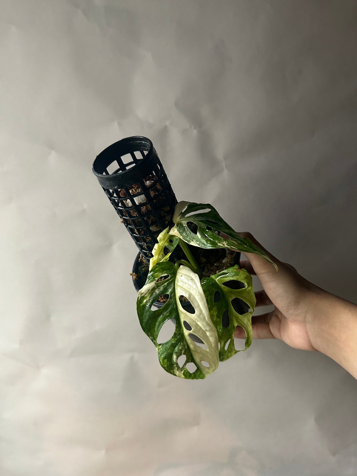 Monstera Adansonii Tricolor