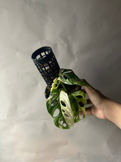 Monstera Adansonii Tricolor