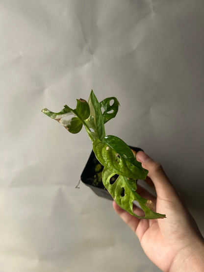 Monstera Adansonii Tricolor