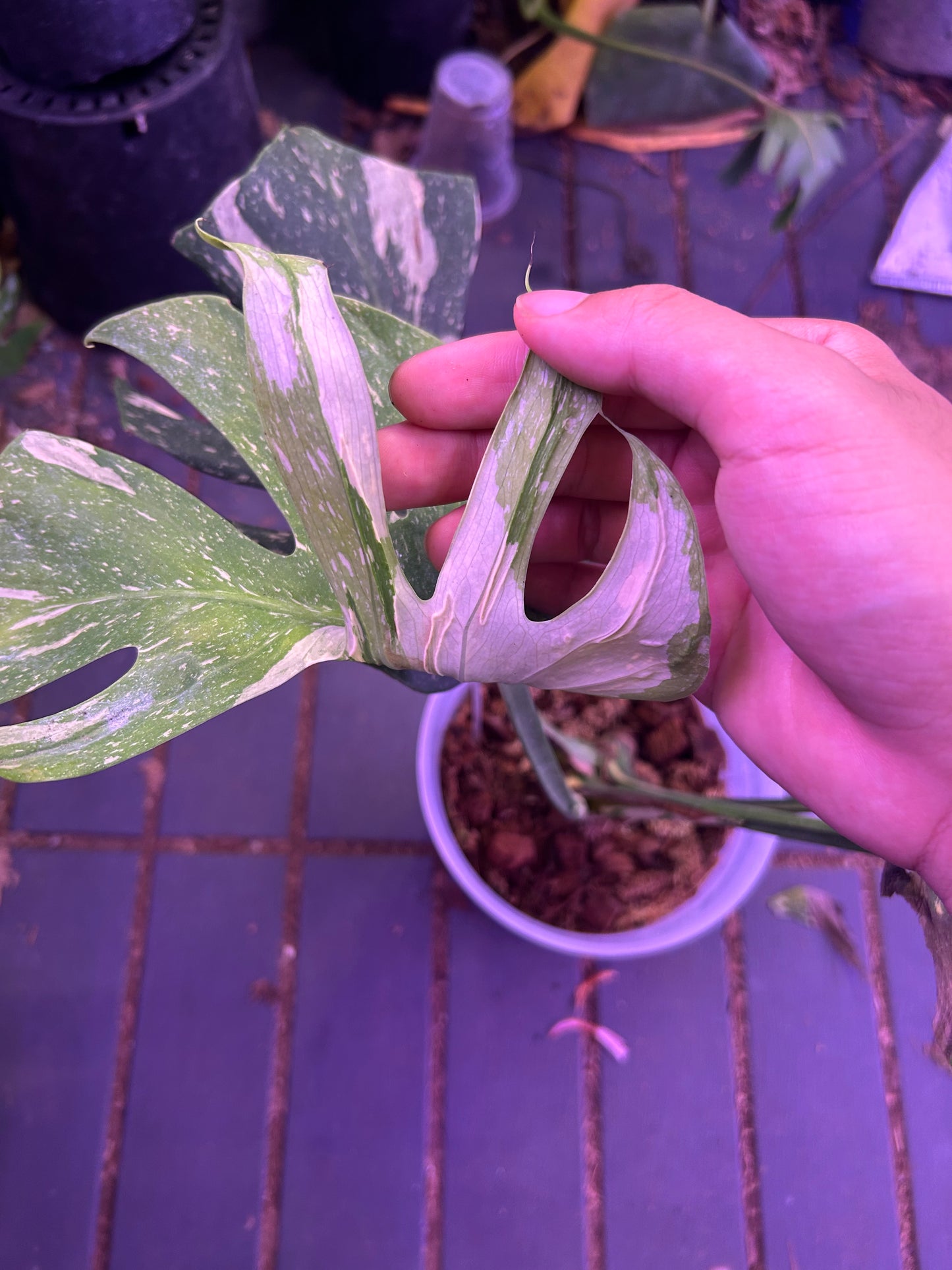 Monstera Medusa - 4 Leafs