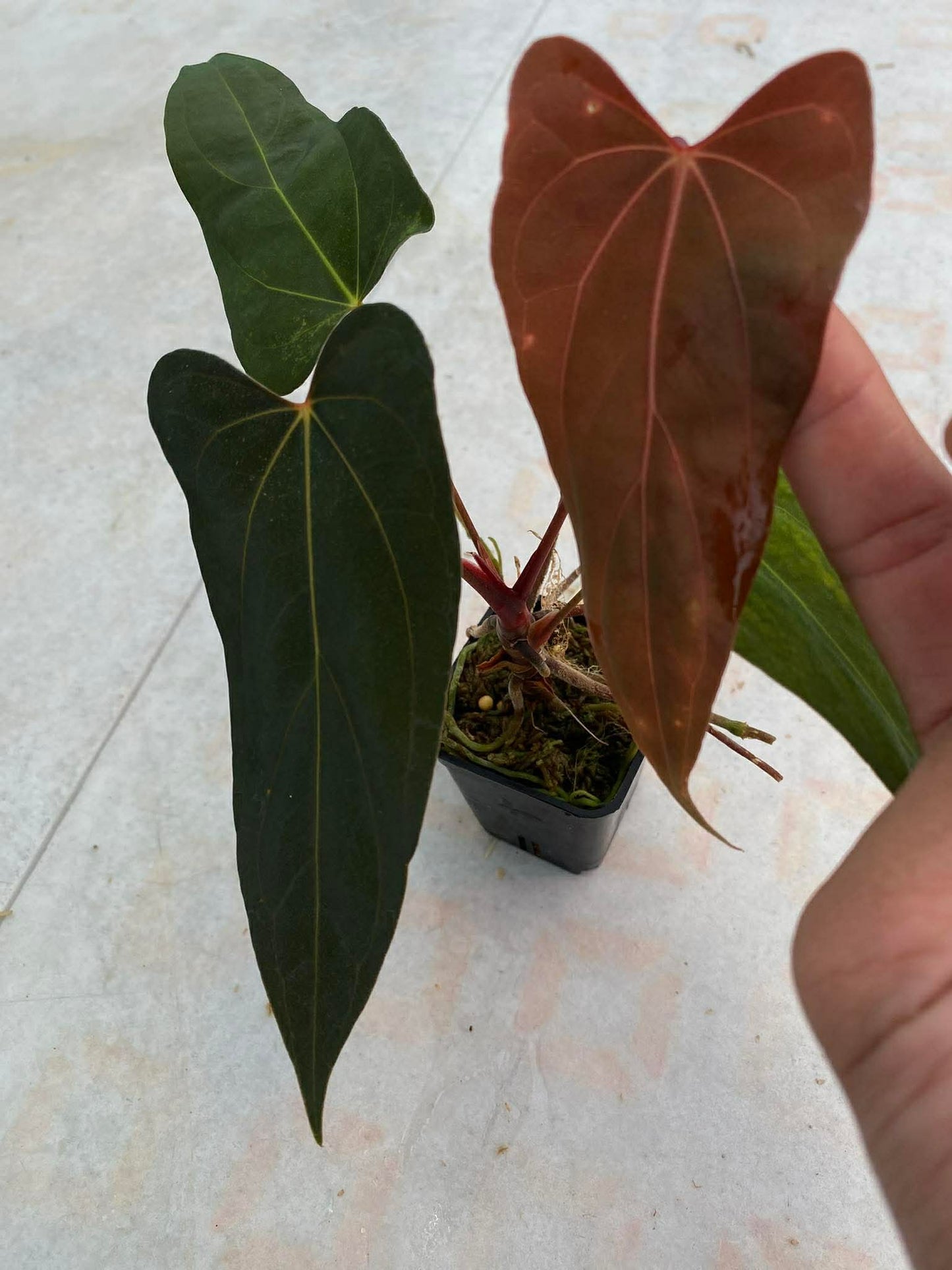 Anthurium RLFS x ( Portillae x Portillae “Dorito” ) by Han Kirok