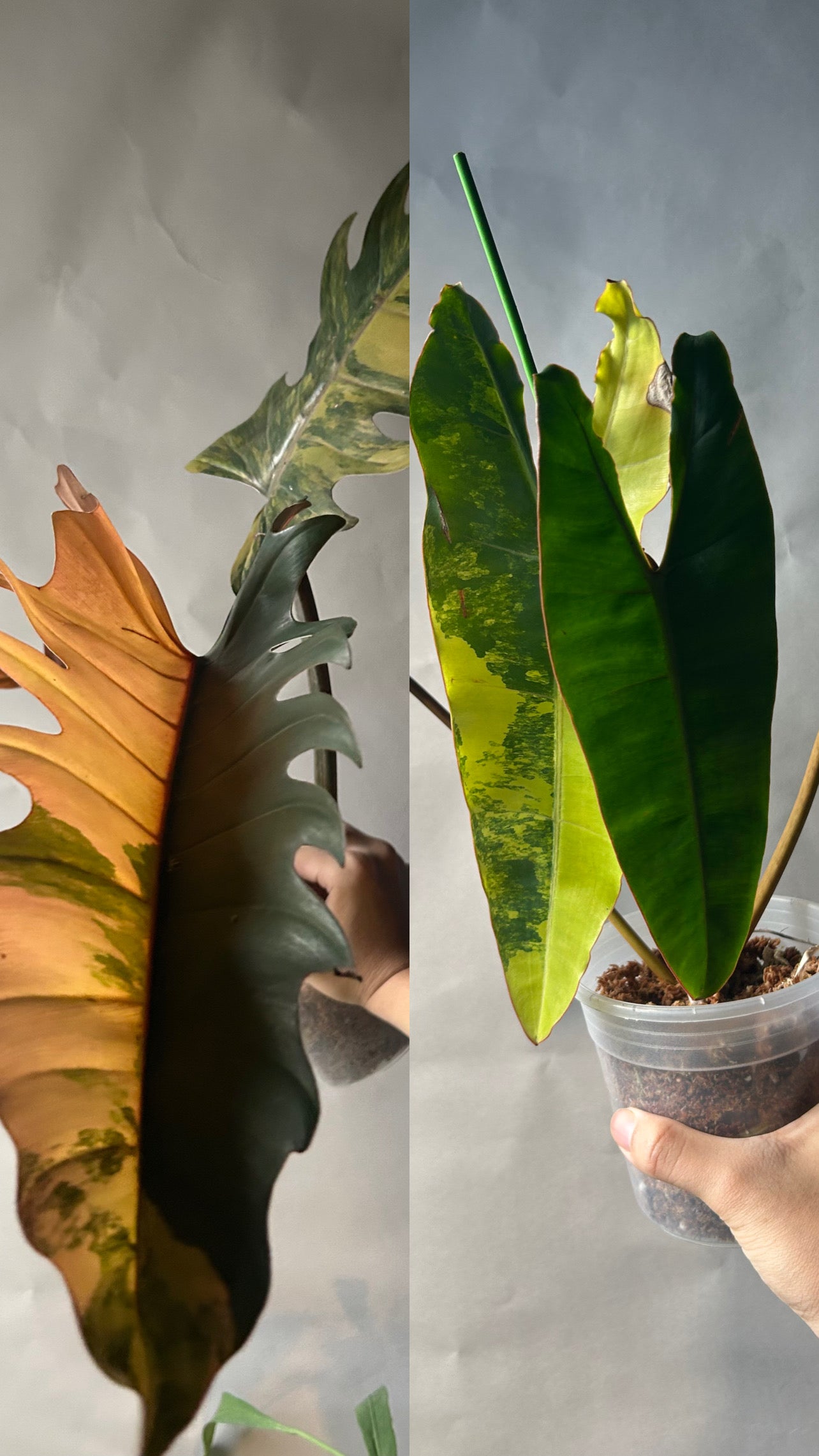 The Never Out Trend Philodendron Combo