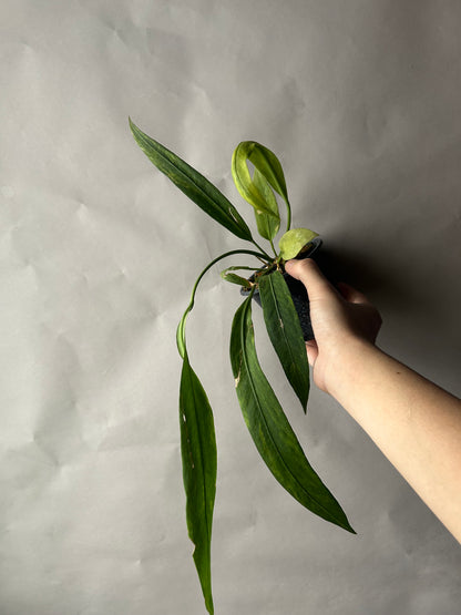Anthurium Vittarifolium Variegated