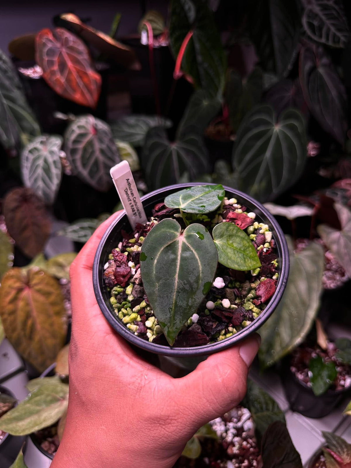 Anthurium Carlablackie ( ‘District’ x RA8) S1