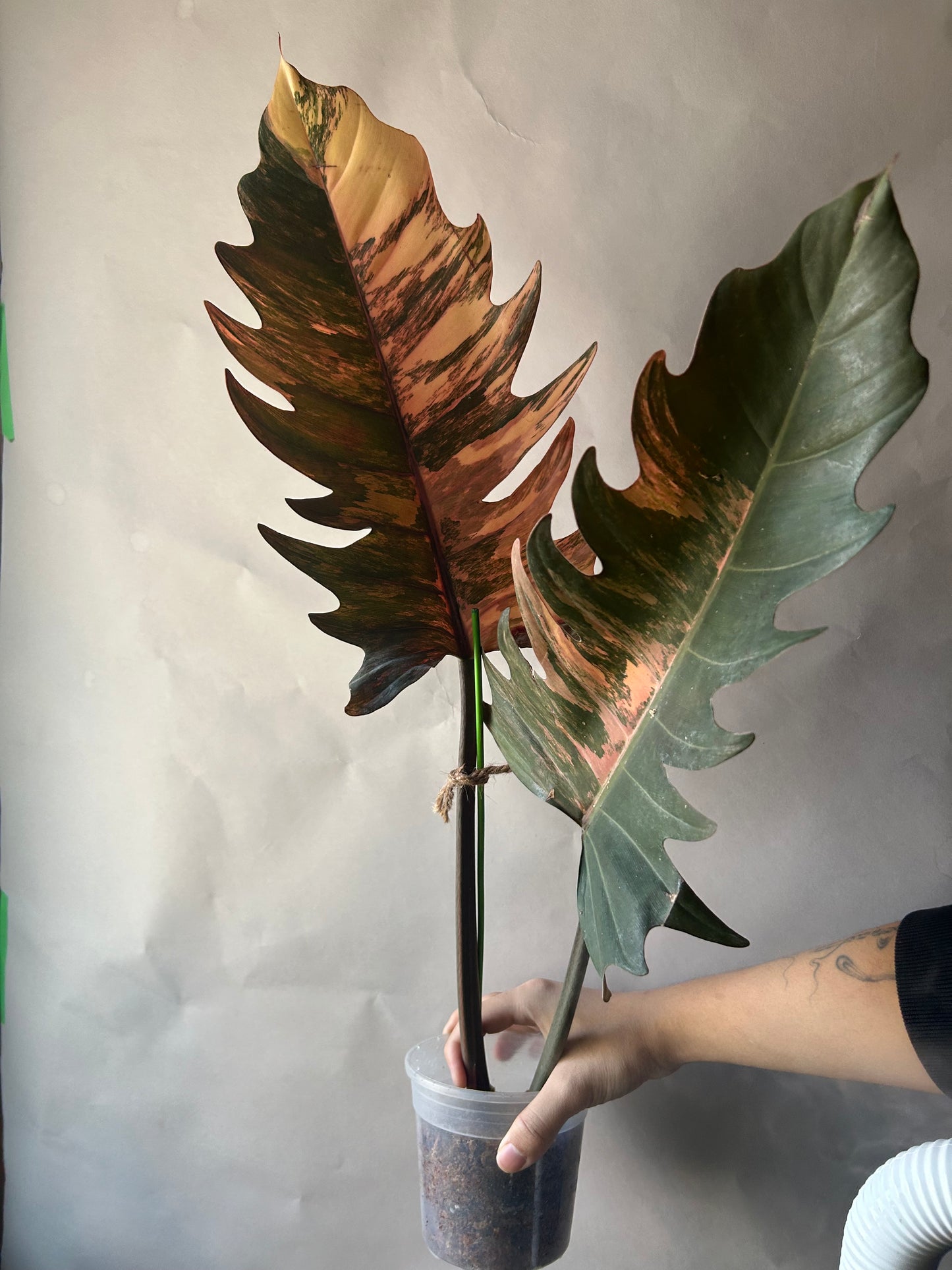 Philodendron Caramel Marble Cutting