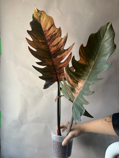 Philodendron Caramel Marble Cutting