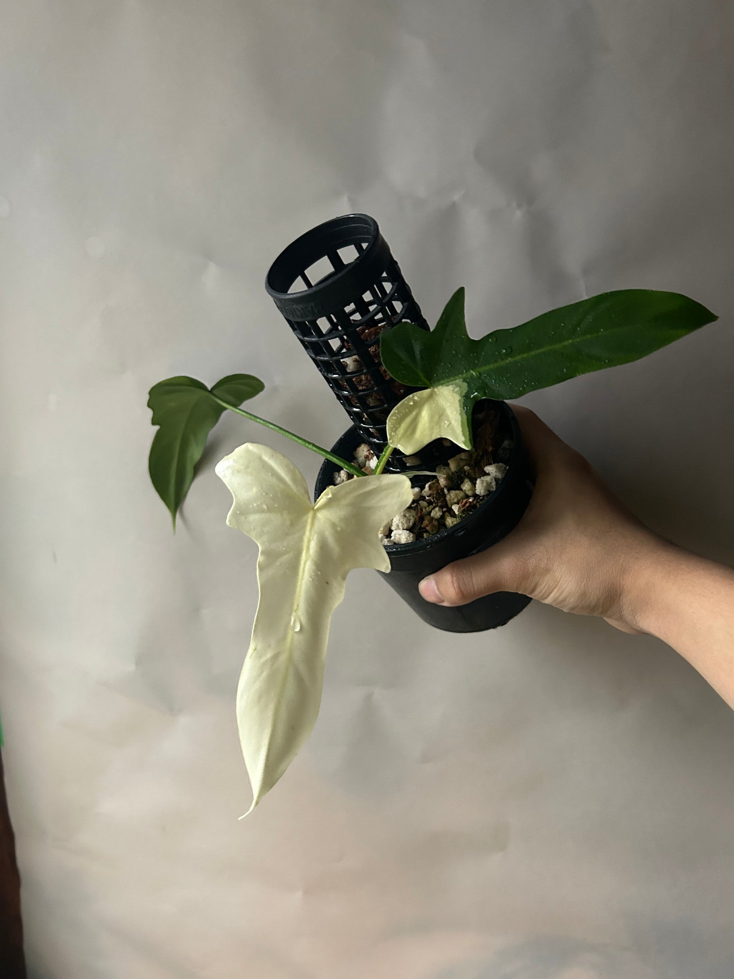 Philodendron Golden Dragon Variegated