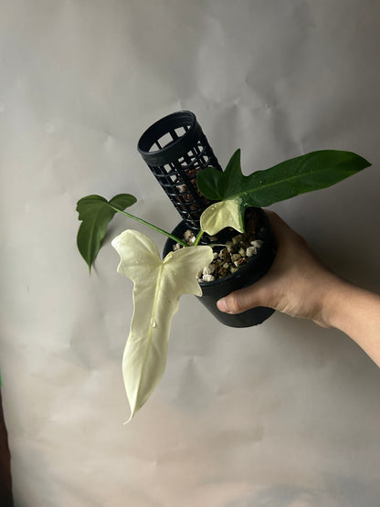 Philodendron Golden Dragon Variegated