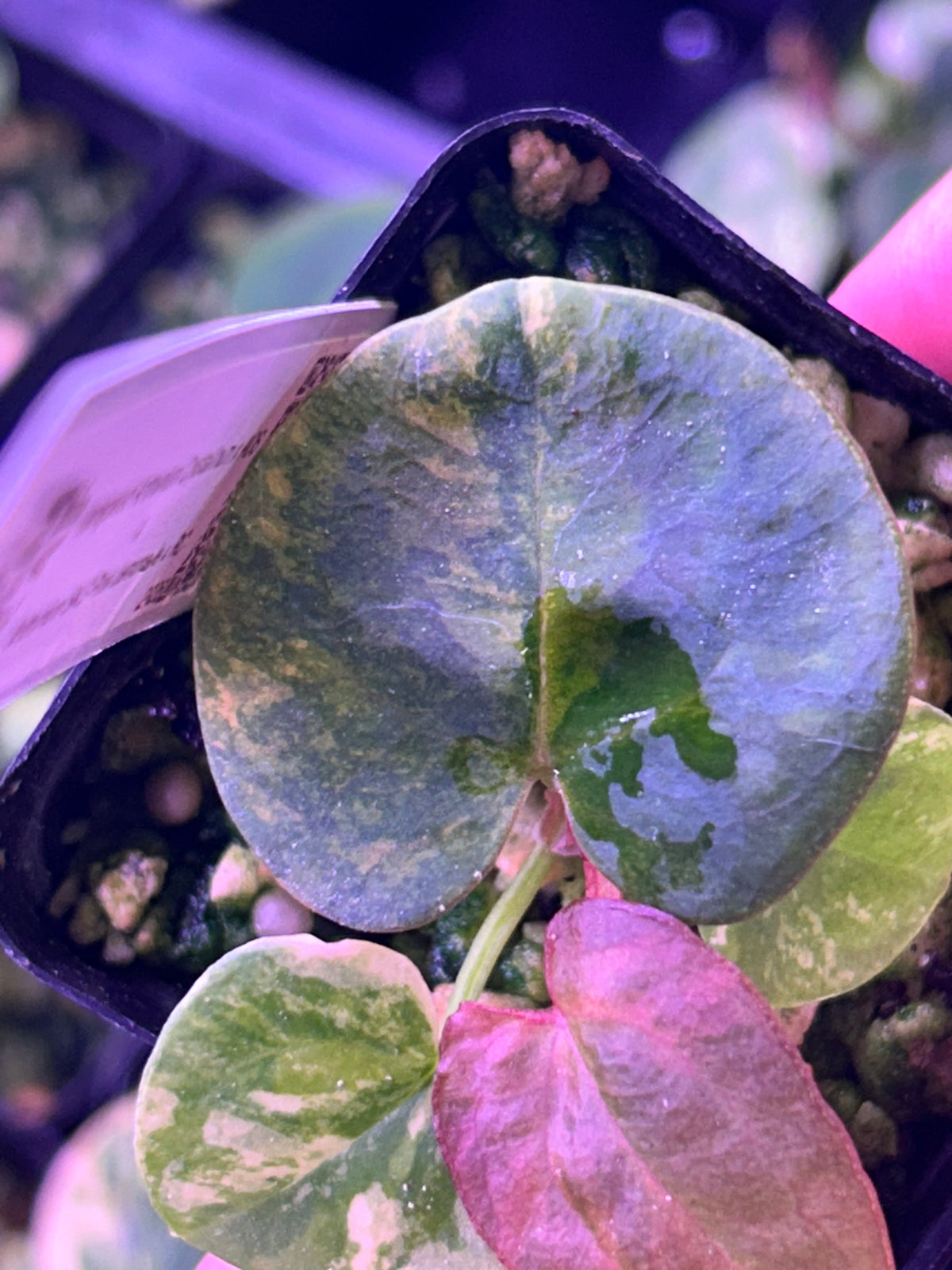 Variegated Anthurium (Crystallium x AOS) x (SKG Pink Lemonade x RC)