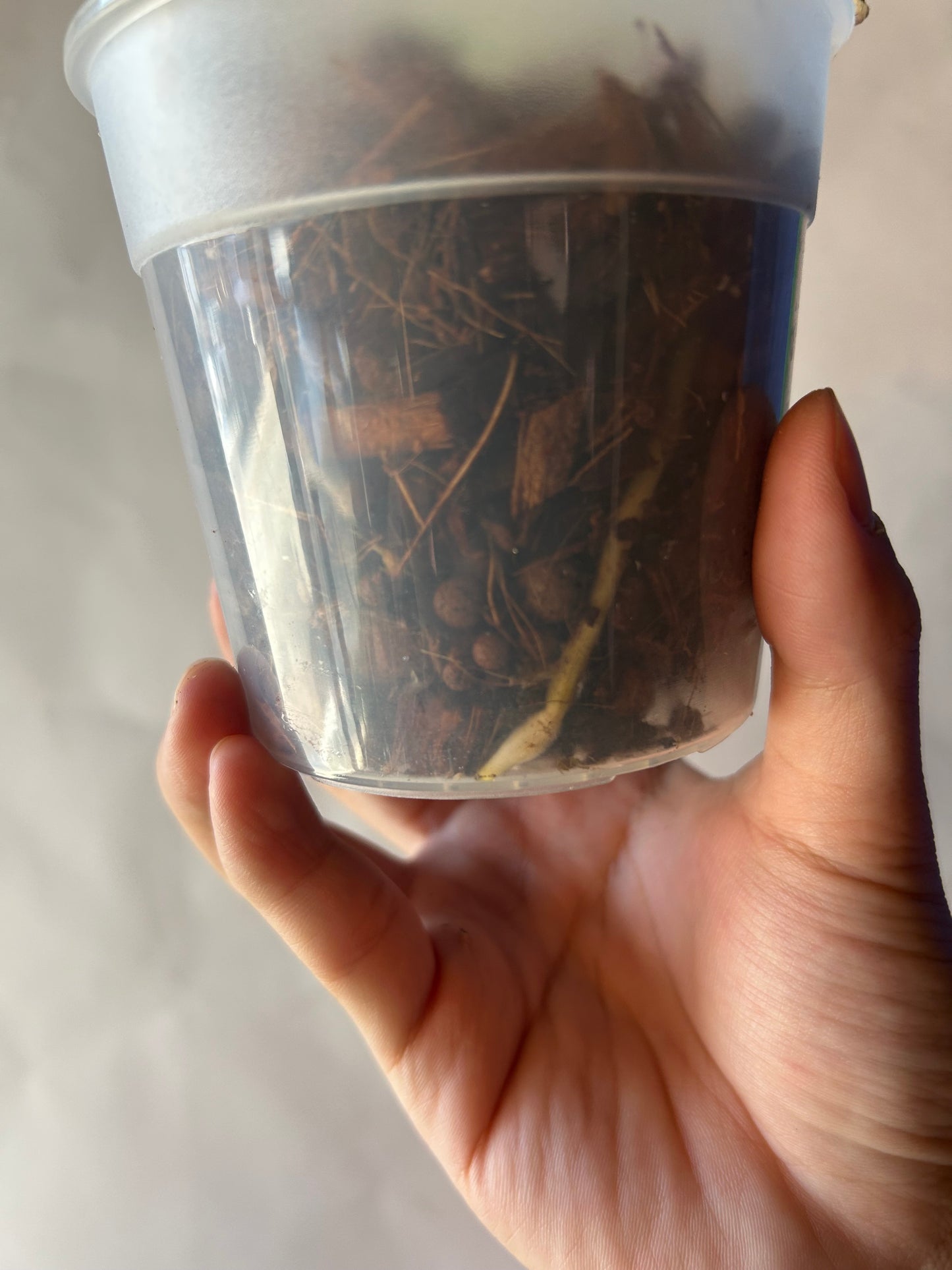 Monstera Deliciosa Electrolytes