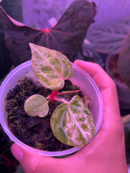 Anthurium Pap Var x Michelle Docblock by The Realm Of Leaf