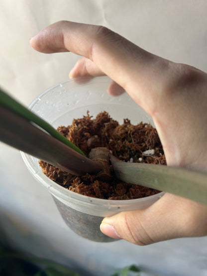 Philodendron Caramel Marble Cutting