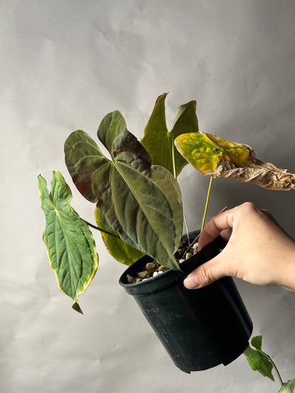 Anthurium RVDP x Papi