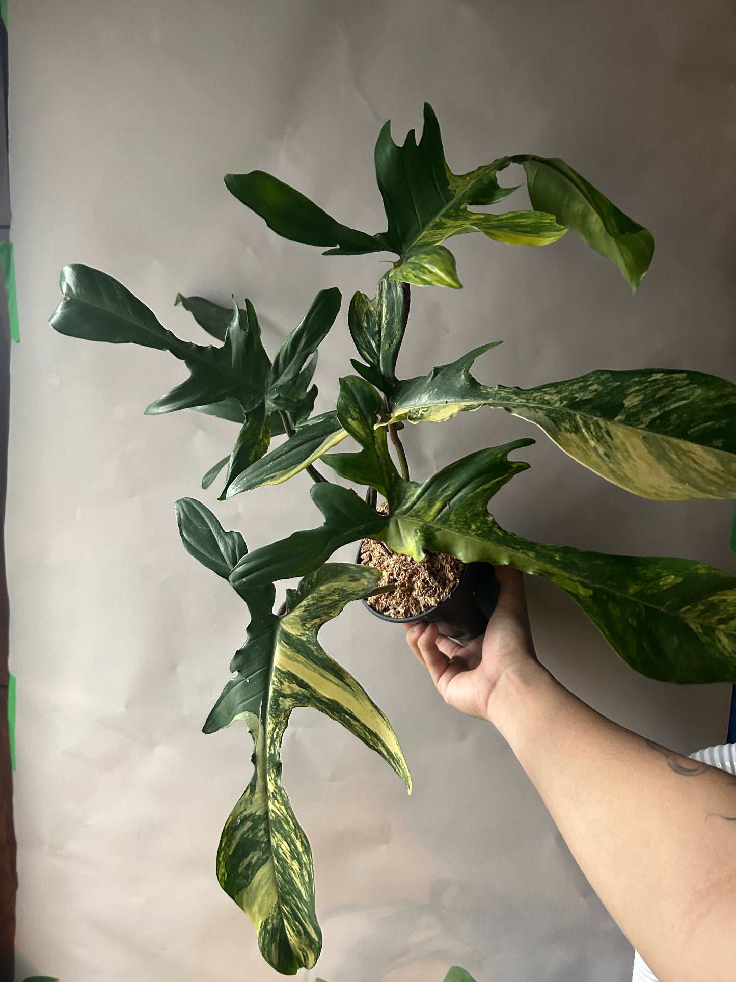 Philodendron Florida Beauty