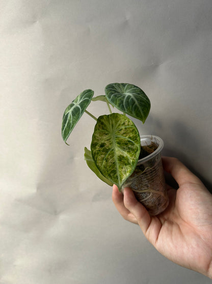 Alocasia Ninja Tricolor Splash