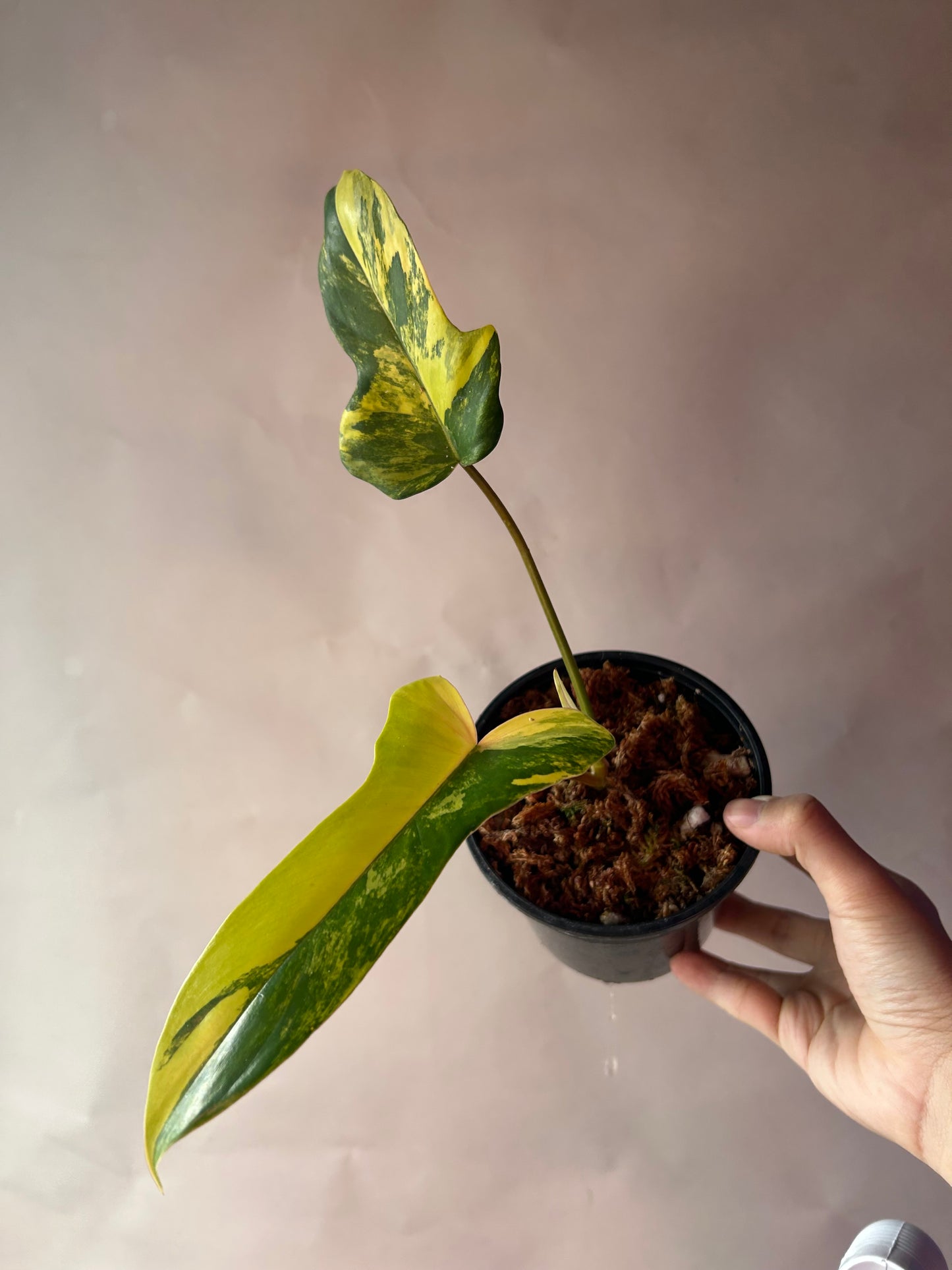 Philodendron Flobe x Mayoi (Kitina)