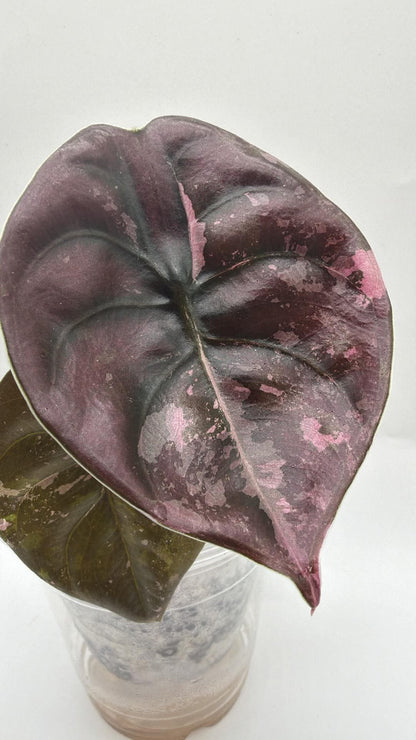 Alocasia Cuprea True Pink ( Corm Grow )