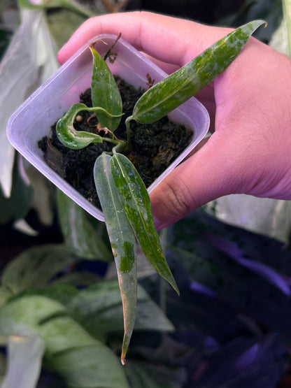 Variegated Anthurium Pallidiflorum