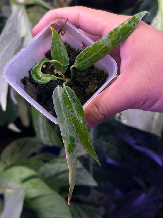 Variegated Anthurium Pallidiflorum