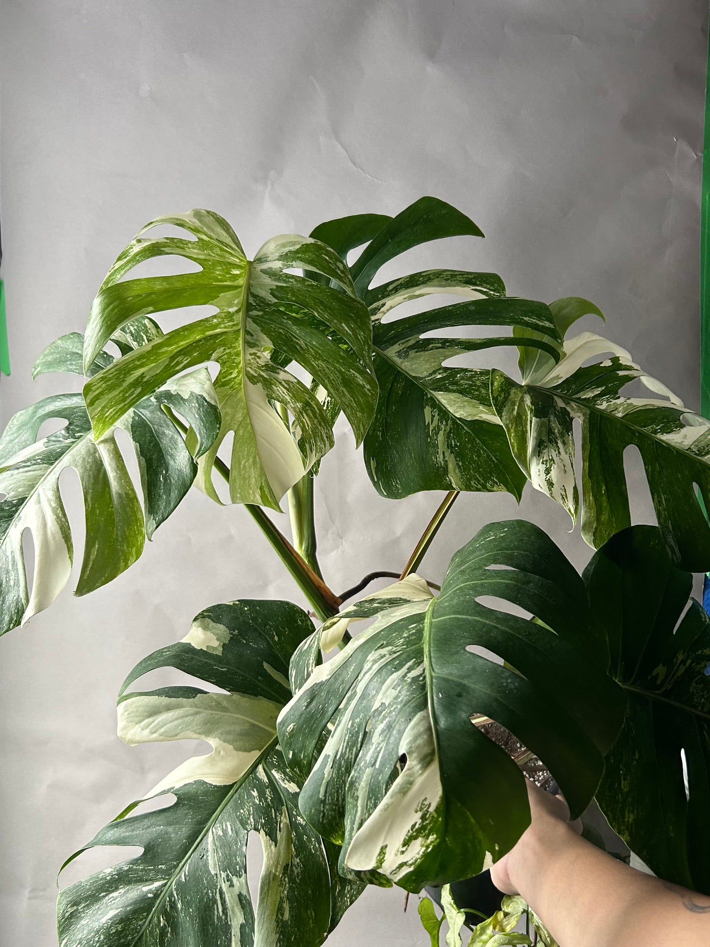 Monstera Albo