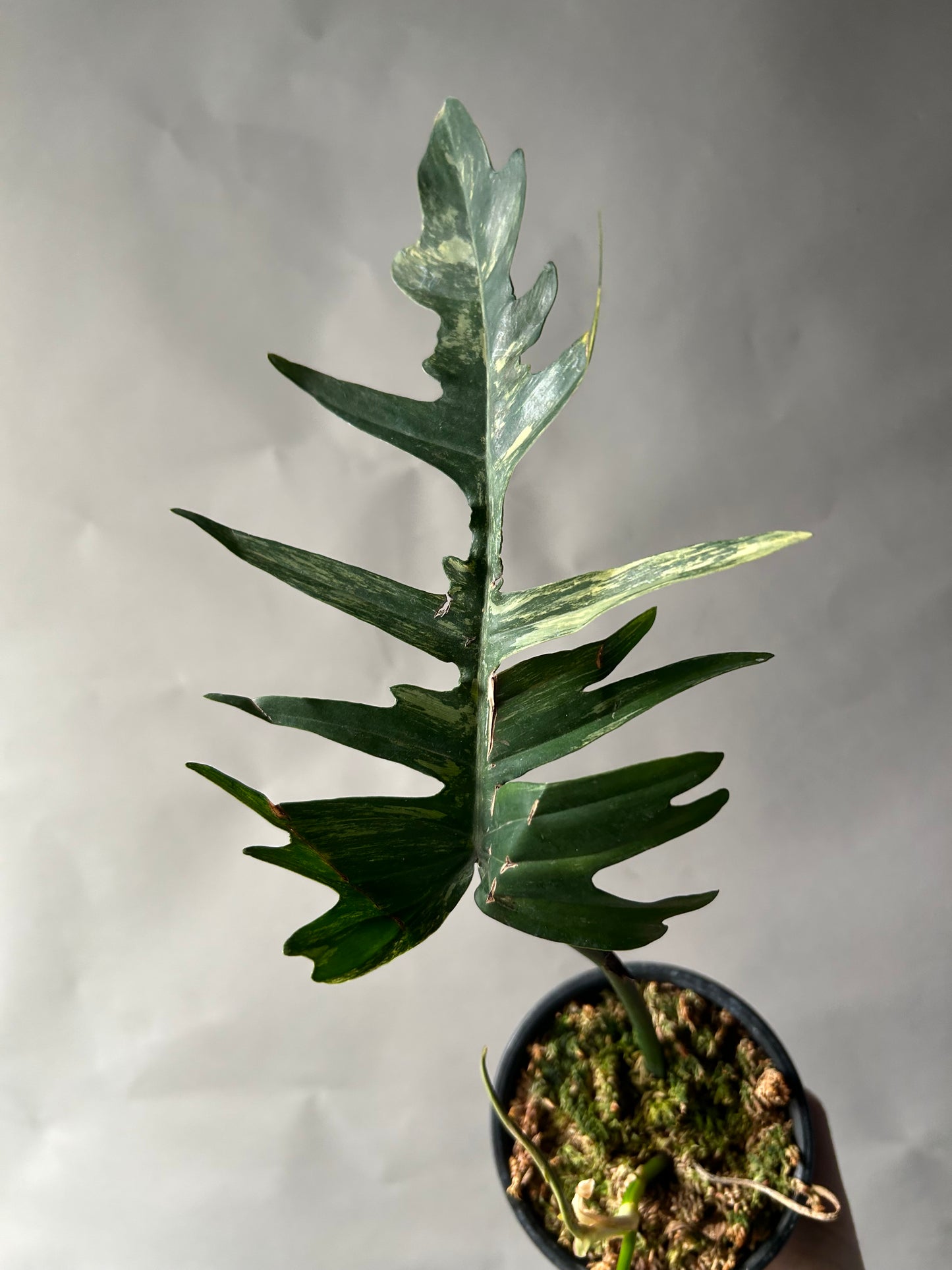 Philodendron Tortum x Florida Beauty