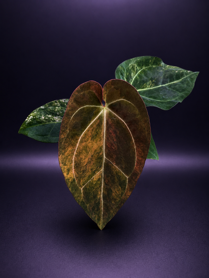 Variegated Anthurium Red Magnificum x Var Anthurium ( Pap x Guna Yala) by Han Kirok