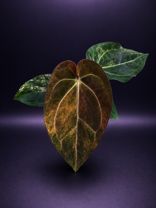 Variegated Anthurium Red Magnificum x Var Anthurium ( Pap x Guna Yala) by Han Kirok