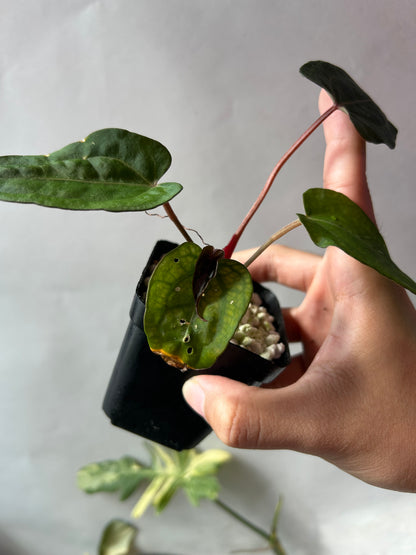 Anthurium Red Chocolate x (Ree Garden x RL)