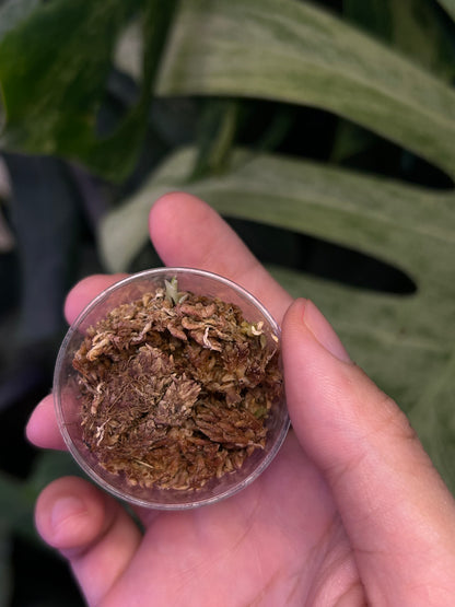 Alocasia Silver Dragon Albo