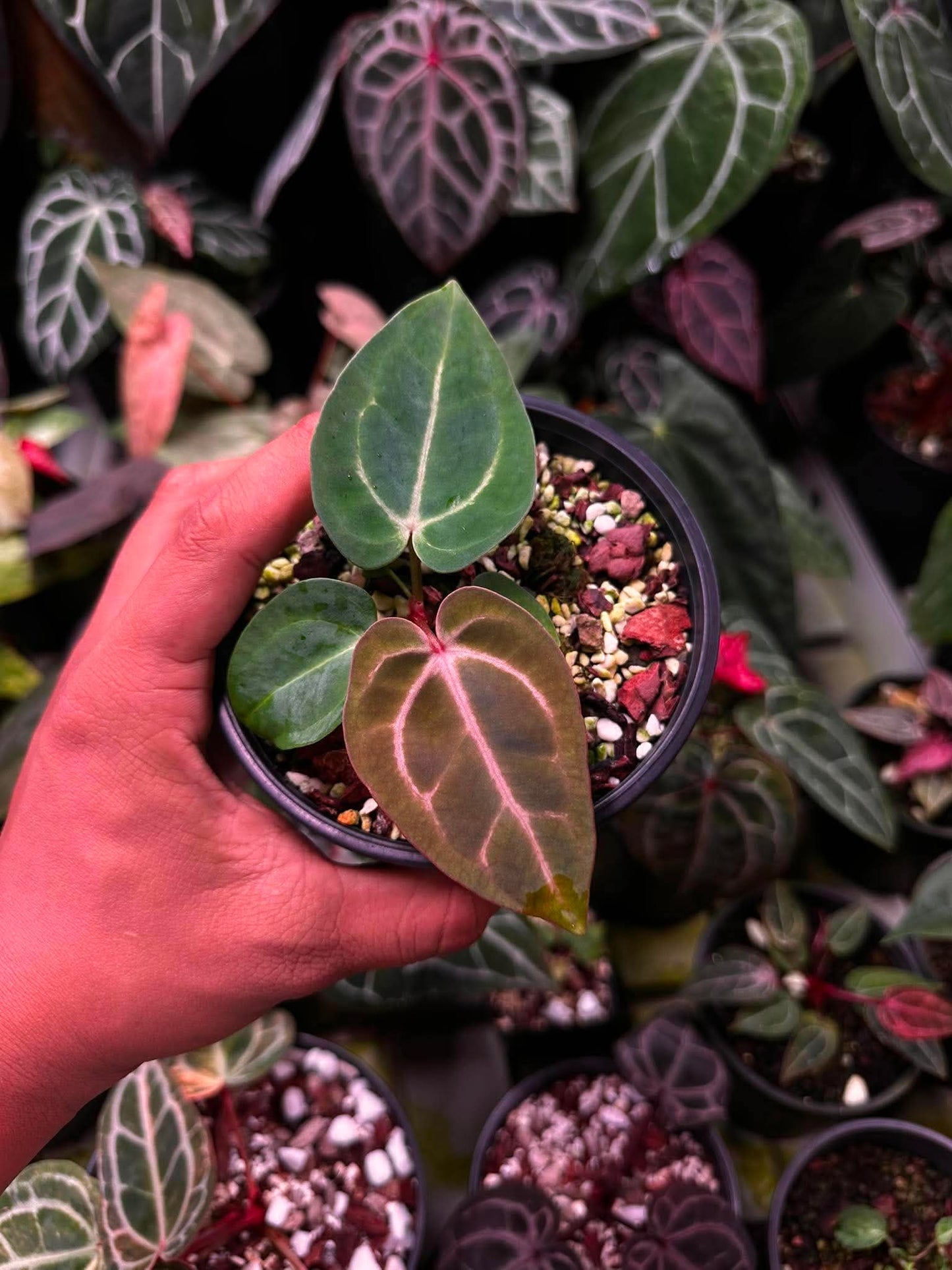 Anthurium (Carlablackie ‘District’ x Carlablackie RA8) S1