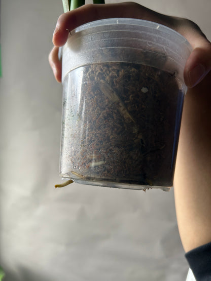 Monstera Deliciosa Green-On-Green