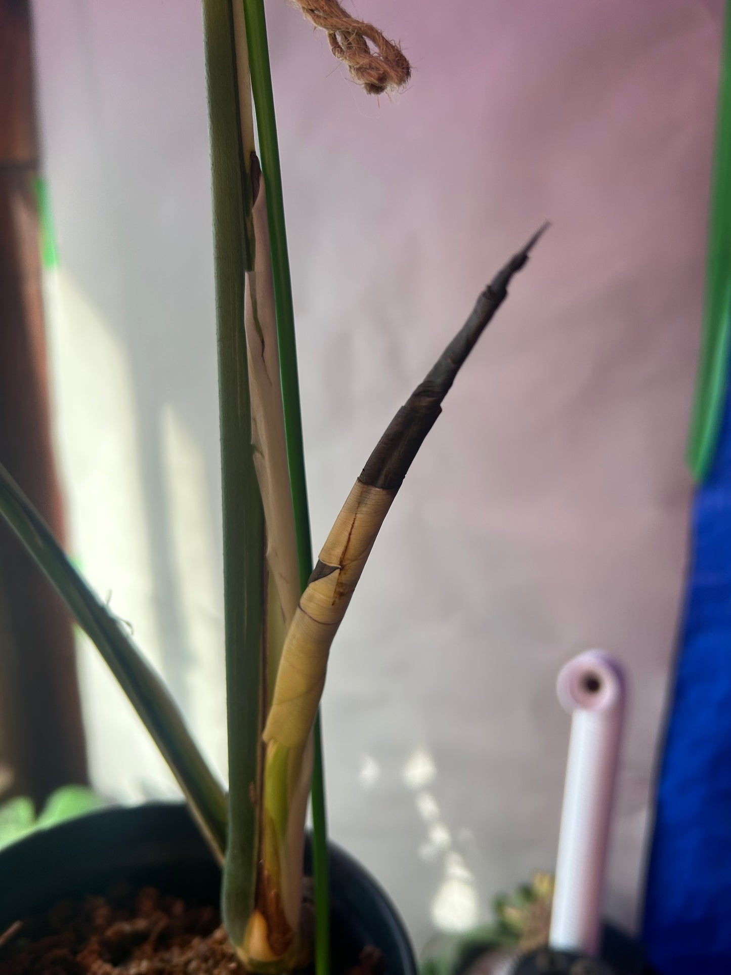 Monstera Deli x Bors Mint ( True Mint)