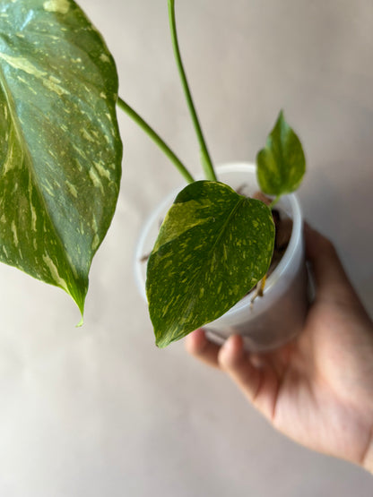 Monstera Deliciosa Electrolytes