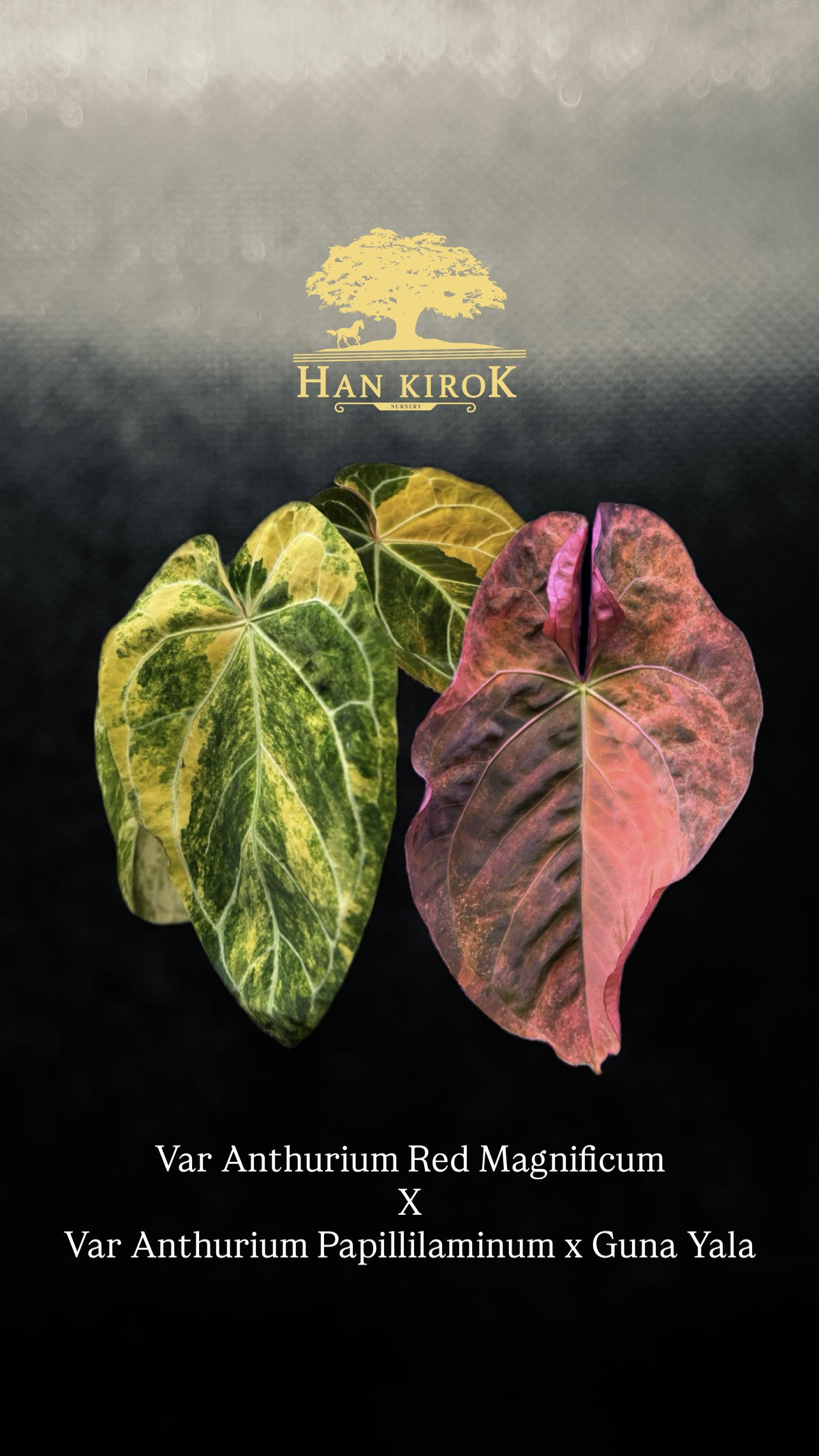 Variegated Anthurium Red Magnificum x Var Anthurium ( Pap x Guna Yala) by Han Kirok