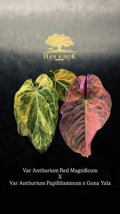 Variegated Anthurium Red Magnificum x Var Anthurium ( Pap x Guna Yala) by Han Kirok