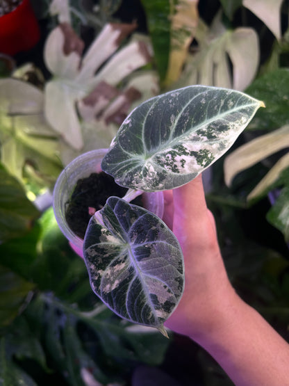 Alocasia Ninja Pink