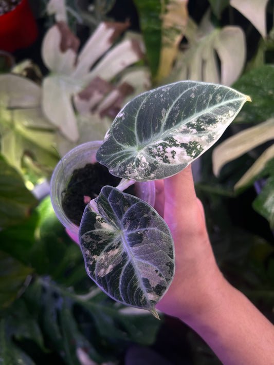 Alocasia Ninja Pink