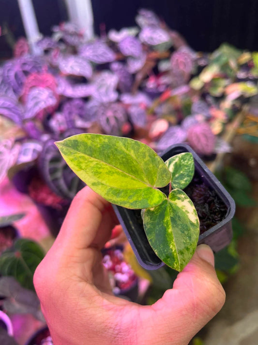 Variegated Anthurium ( Pap Var x RL) x (DocBlock x RVDP) by Han Kirok