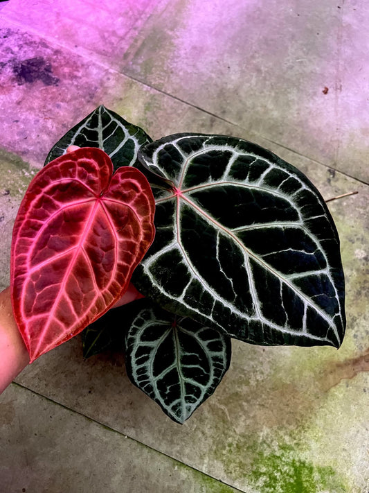 Selected - Anthurium ( SKG Pink Lemonade x RC) x (Michelle Long Form x Zara ) by Han Kirok