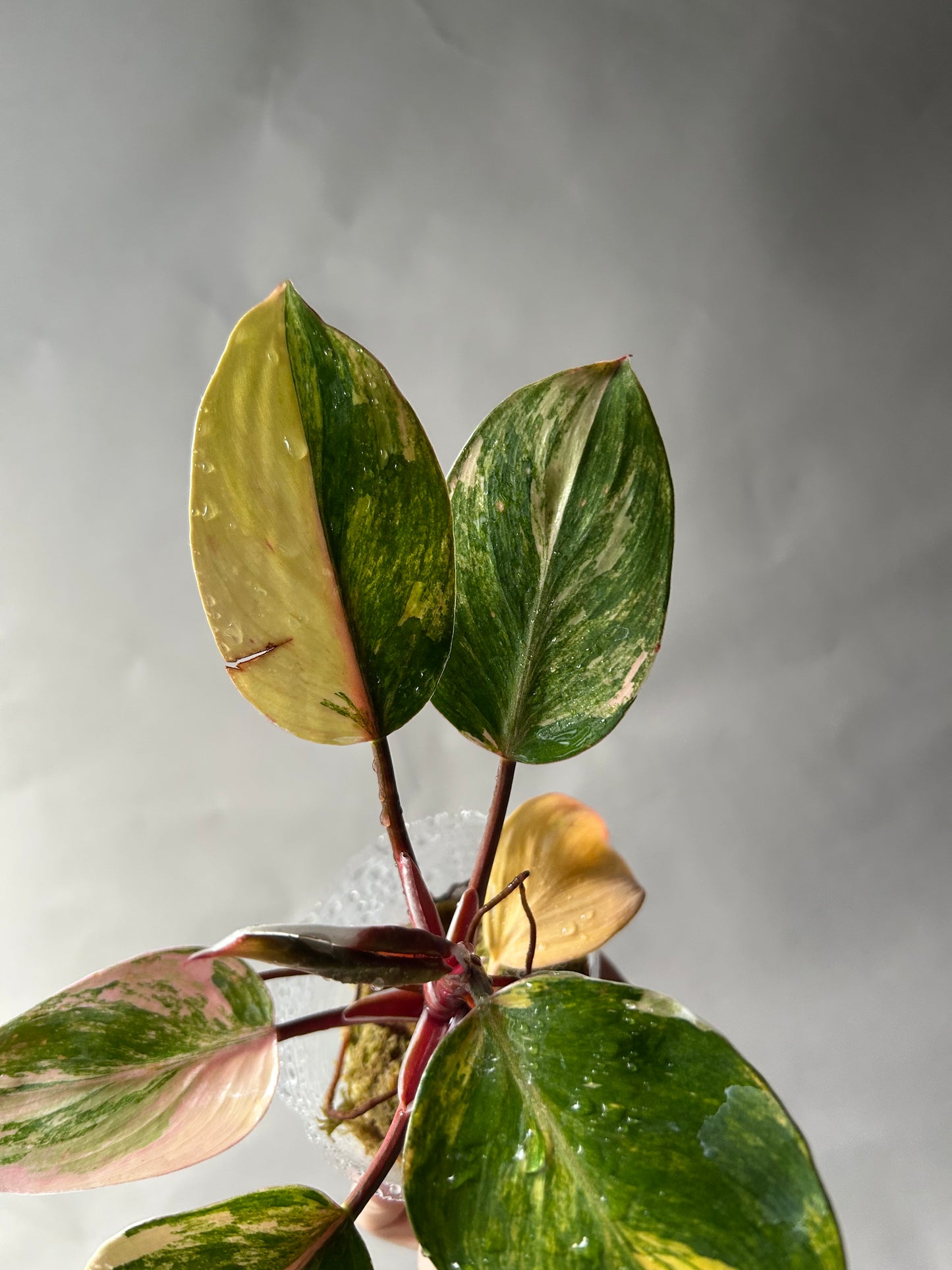Philodendron White Knight Tricolor
