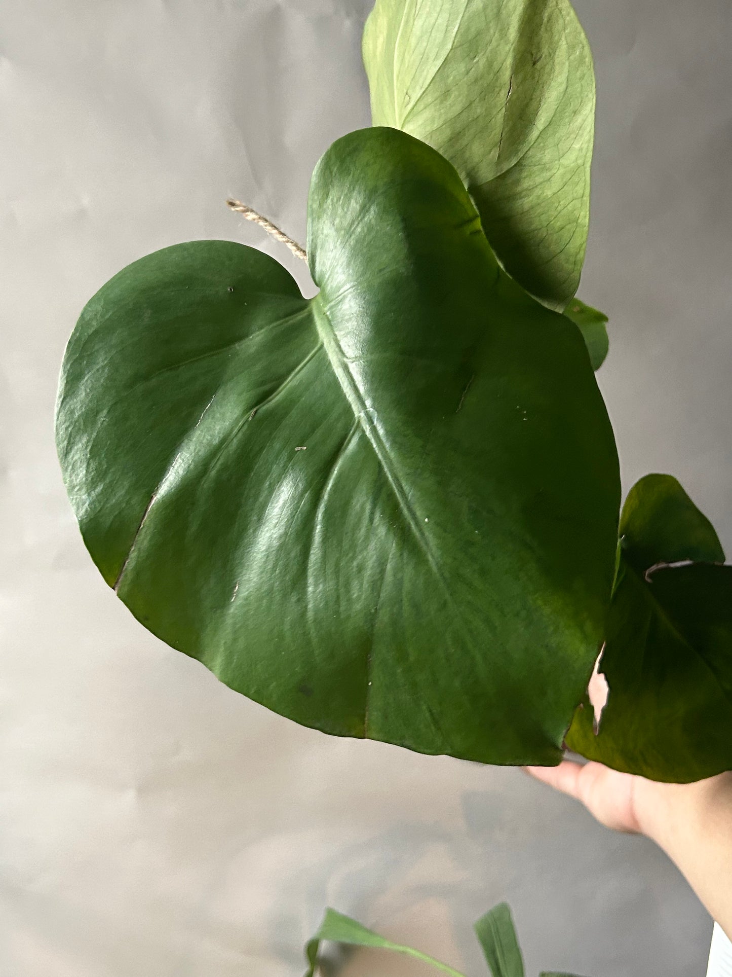 Monstera Deliciosa Green-On-Green