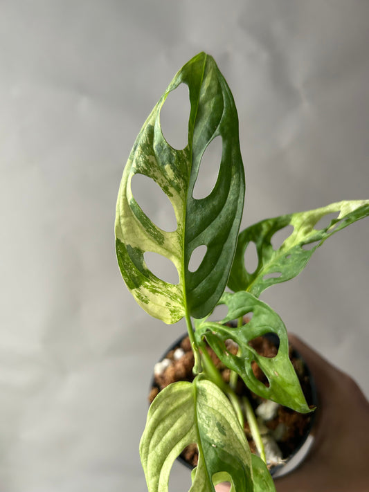 Monstera Adansonii Tricolor aka Albo