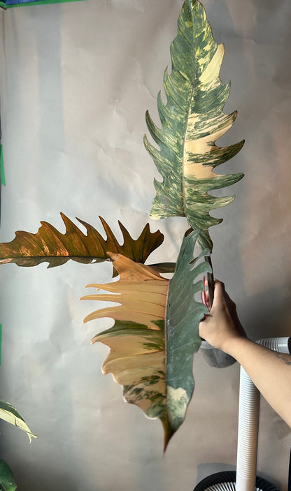 Philodendron Caramel Marble (Non TC)