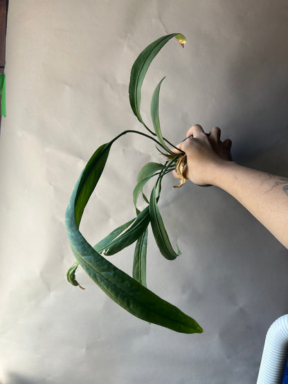 Anthurium Vittarifolium