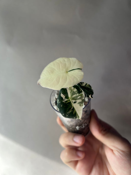 Alocasia Black Velvet Albo Pink