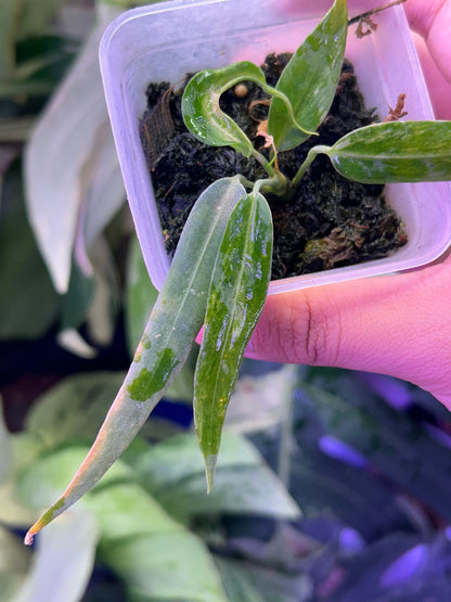 Variegated Anthurium Pallidiflorum