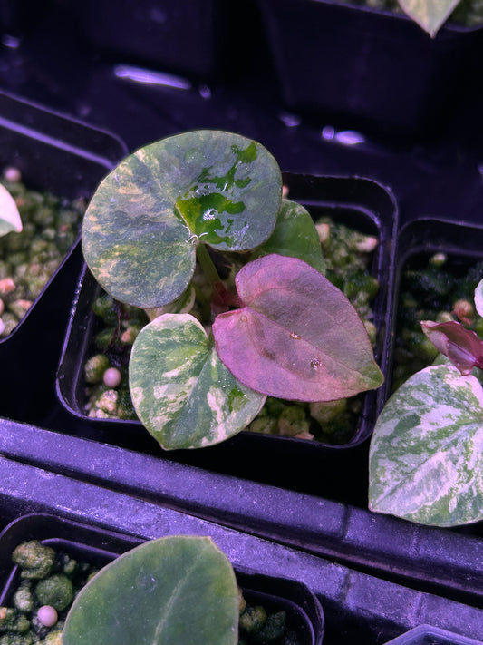 Variegated Anthurium (Crystallium x AOS) x (SKG Pink Lemonade x RC)