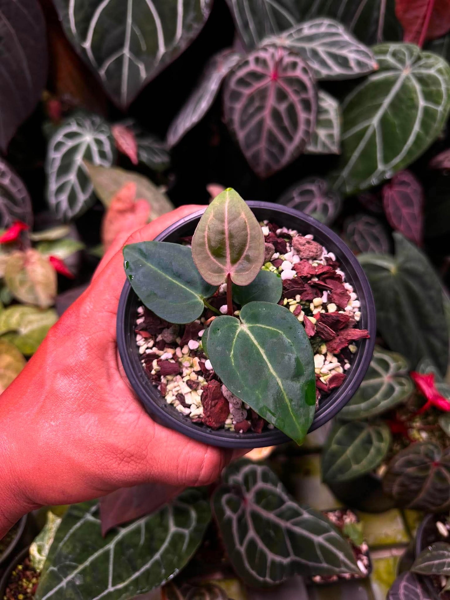 Anthurium (Carlablackie ‘District’ x Carlablackie RA8) S1